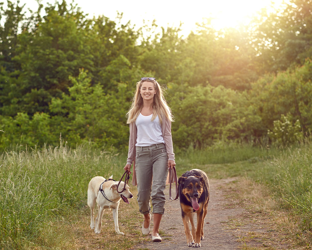 Spazieren mit Hunden im Wald