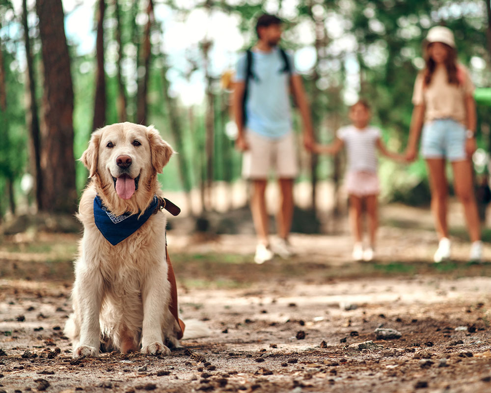 Labrador im Wald